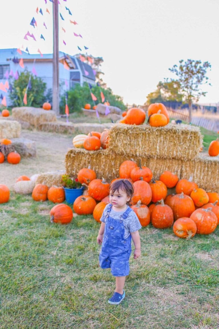 River Fox Train Pumpkin Patch Express
