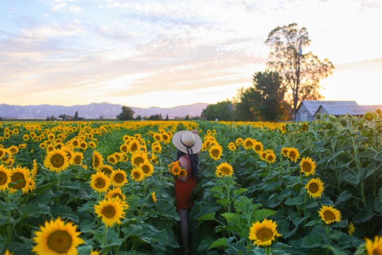 Woman standing in a vibrant sunflower field at sunset during a day trip from Sacramento.