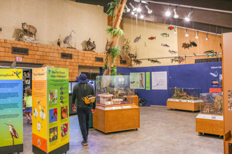 Interactive exhibits inside the Effie Yeaw Nature Center visitor museum.