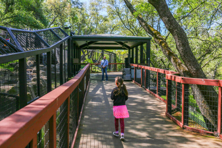 Child walking along the shaded pathways at the Folsom City Zoo Sanctuary in Folsom, California.