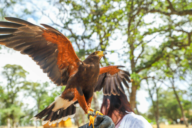 Harris's hawk spreads its wings while perched on a falconry glove during a hands-on raptor experience.
